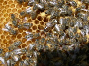 Пчёлы карпатской породы