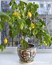 Павловский комнатный лимон